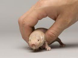 mole grip.jpg