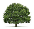 oak tree.jpg