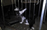 Tess in jail 2.jpg