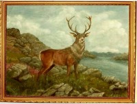 Stag - Copy.JPG
