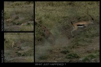 Leopard Missed.jpg