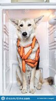 confident-dog-stealing-sausage-fridge-kitchen-sitting-inside-empty-bunch-sausages-around-neck-looking-164041950.jpg